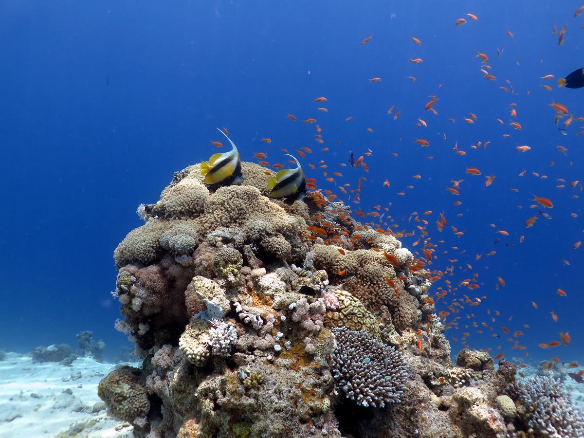 Exodus Dive Center And Guest House Eilat Exterior foto